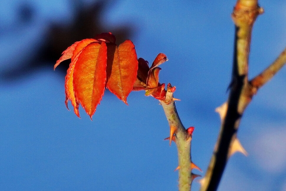 Прогулки по декабрю