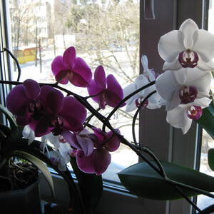 Как найти название орхидеи по фото
