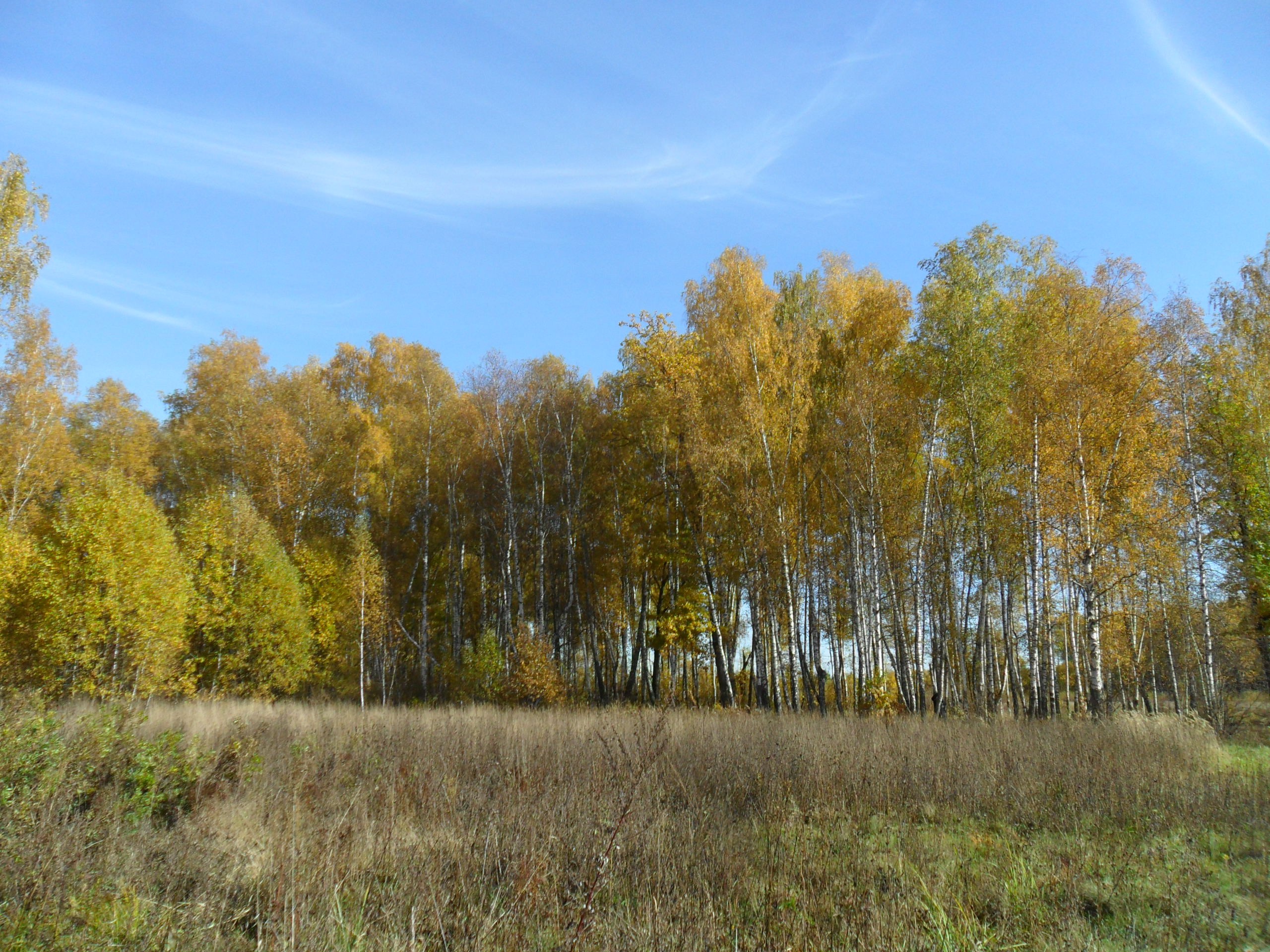 Лес замолкает и в зареве егэ. Чехов осень.