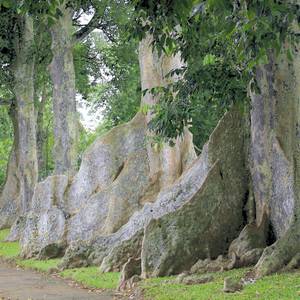 Марьины коренья в забайкалье фото