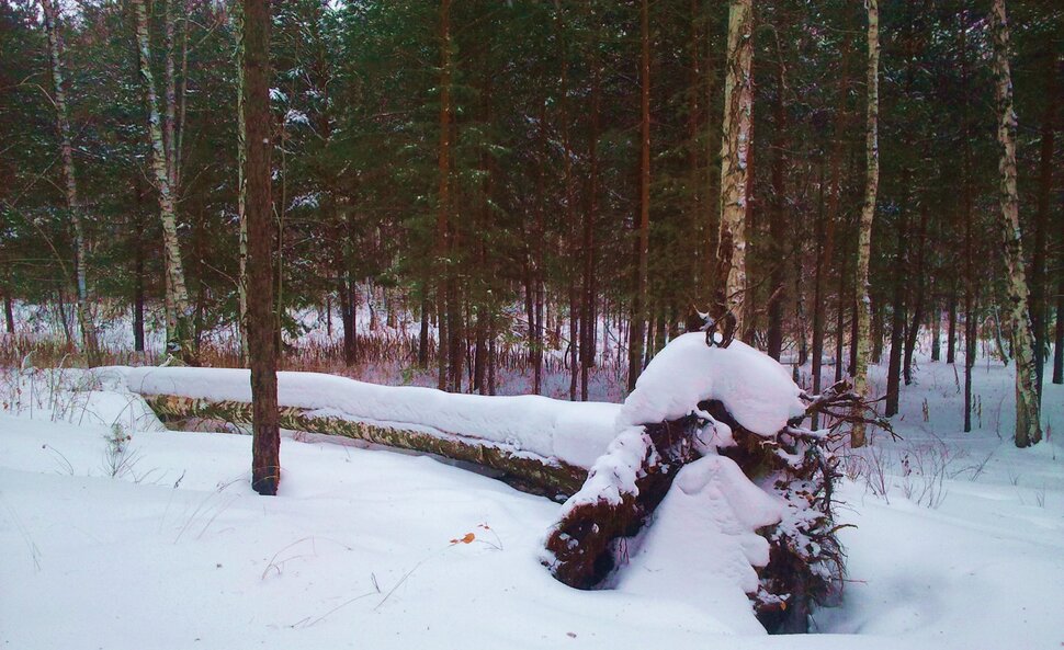 В лесу в феврале