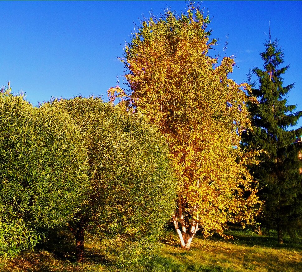 Осенью в парке