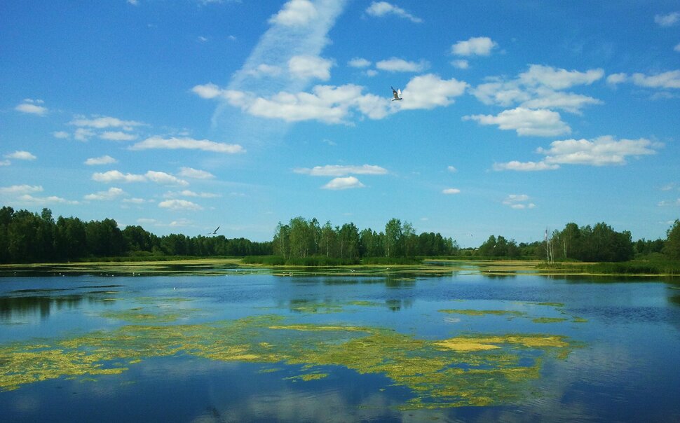 В июне у реки