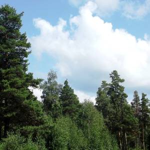Русский лес ставрополь фото