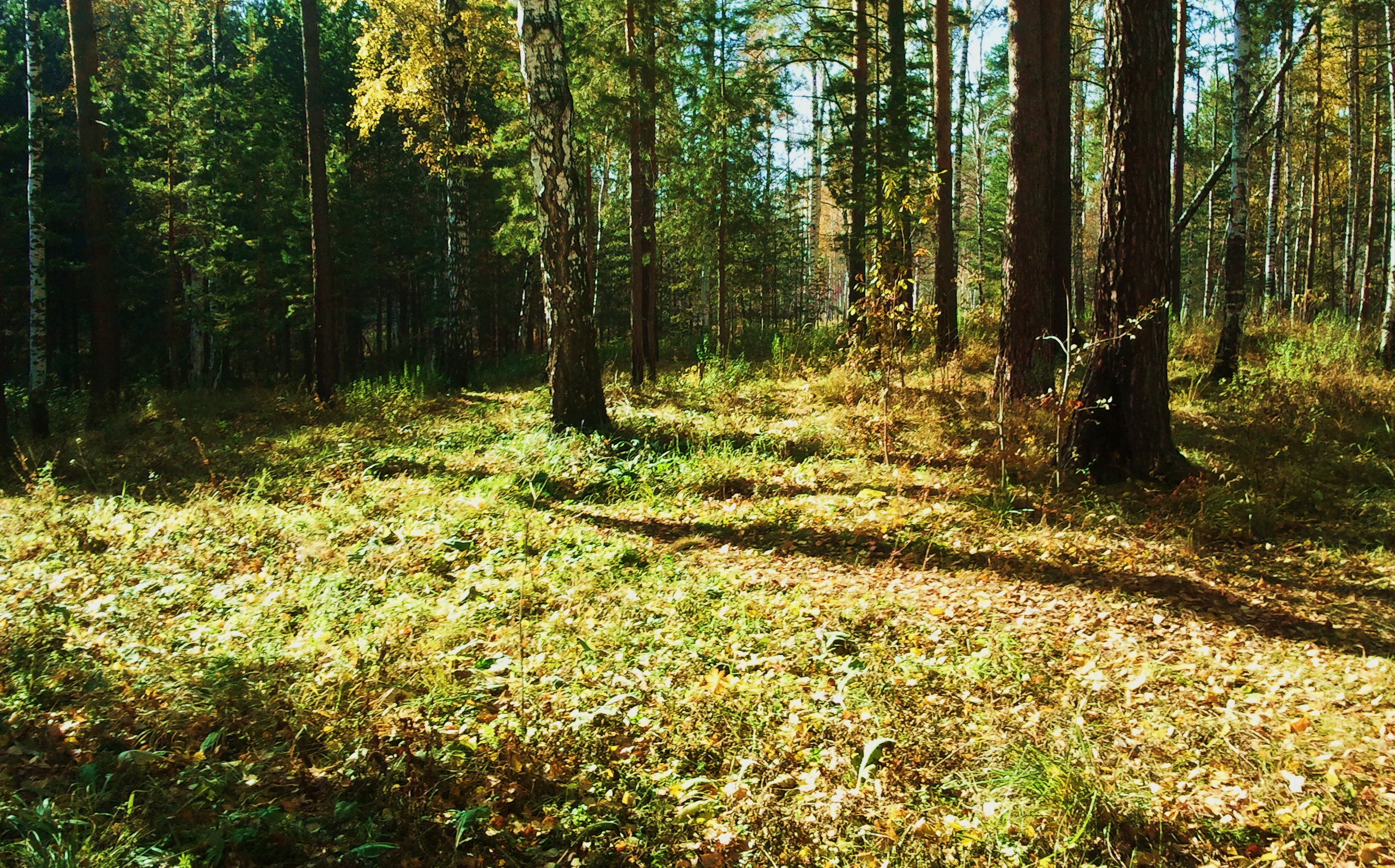 В дали можно увидеть лес