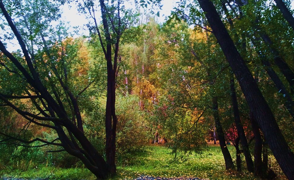 В осеннем лесу