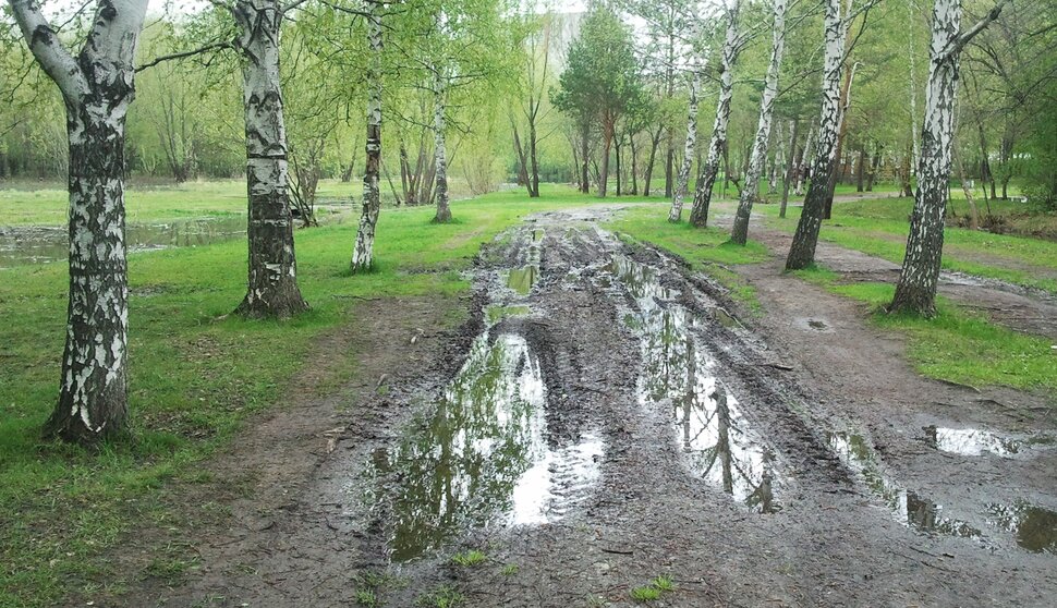 В лесу в начале мая