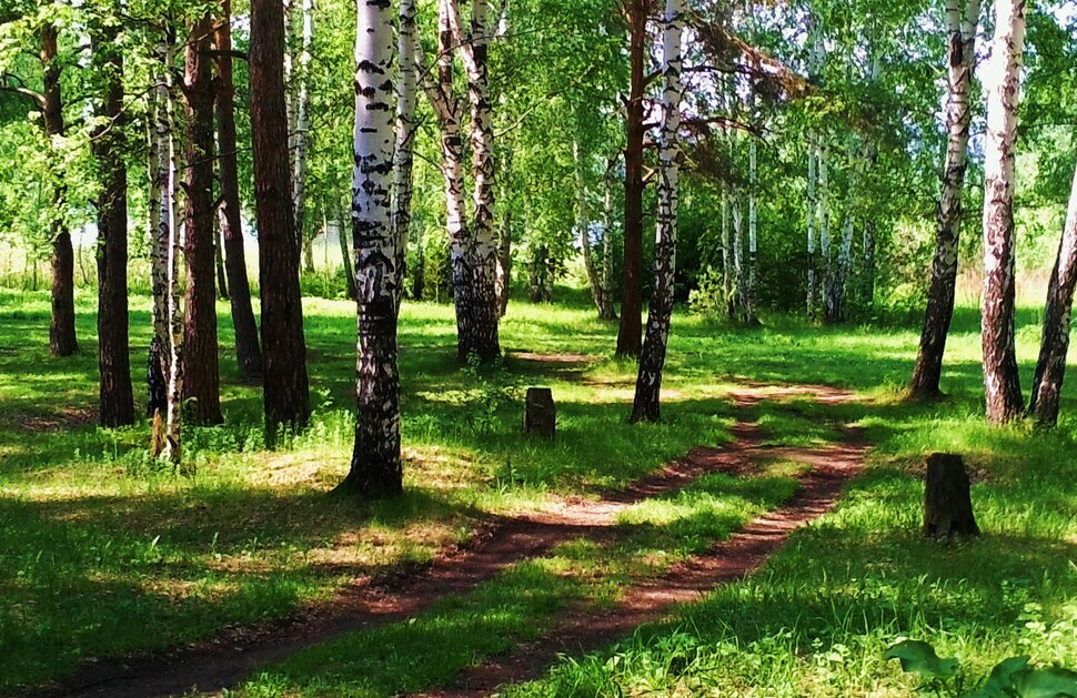 В солнечном лесочке