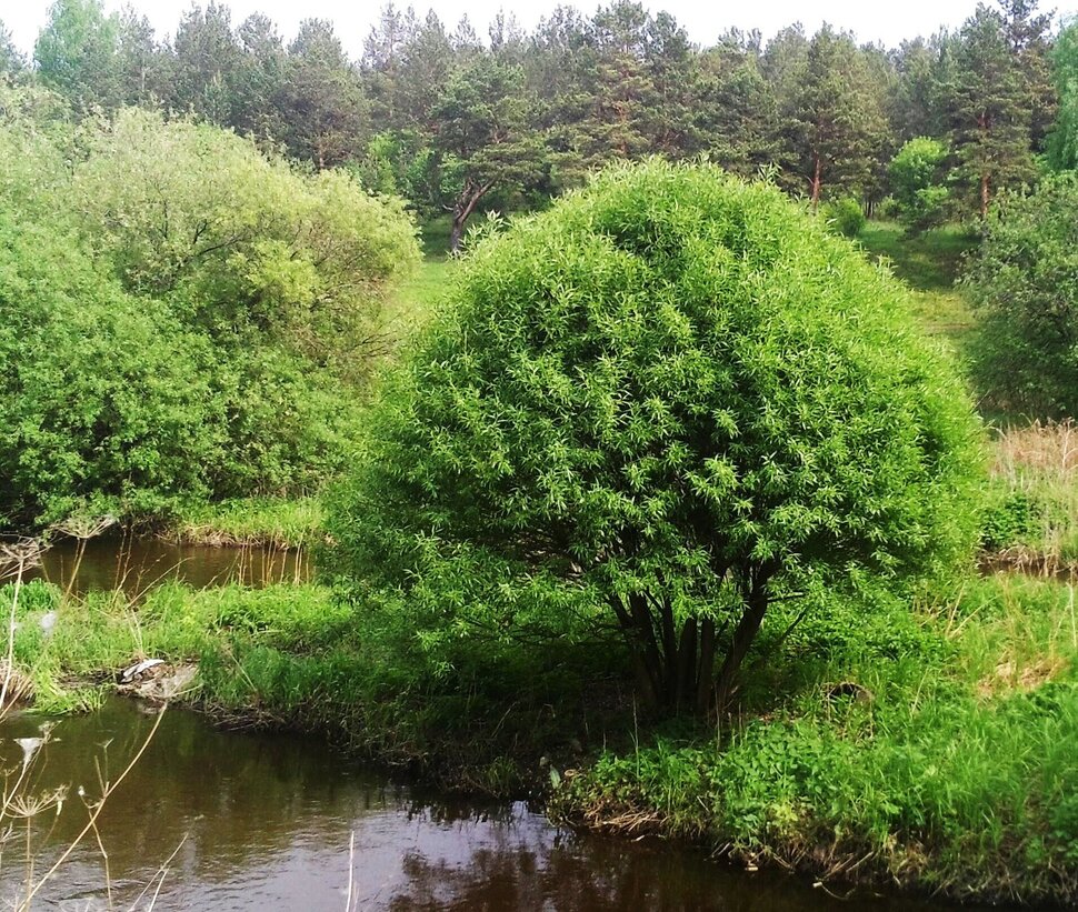 В мае у речушки