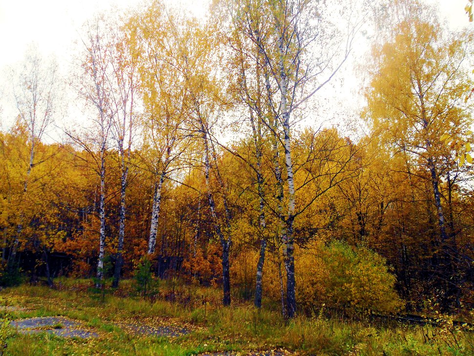 Солнцеликая осень в Чехове