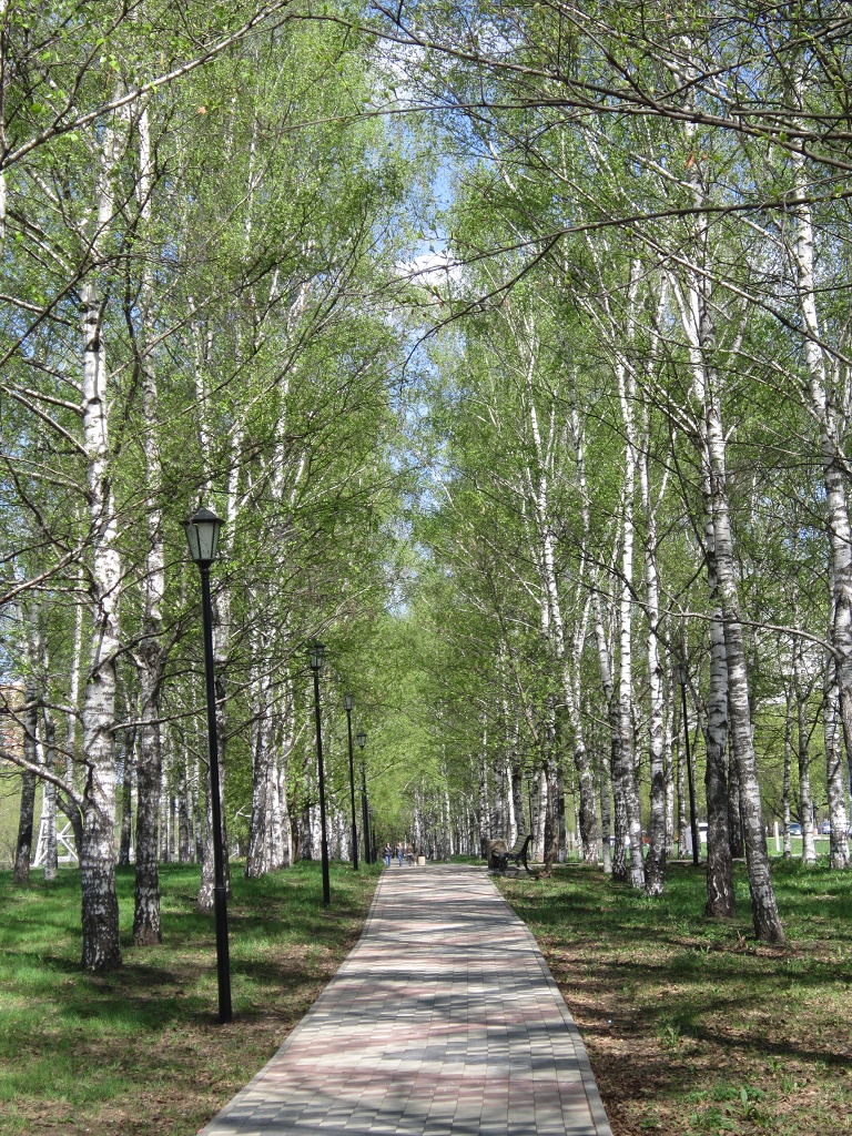 В аллее рощи. Сокольники парк Берёзовая аллея. Березовая аллея Тропаревский парк. Березовая роща Москва. Березовая аллея Элва Эстония.