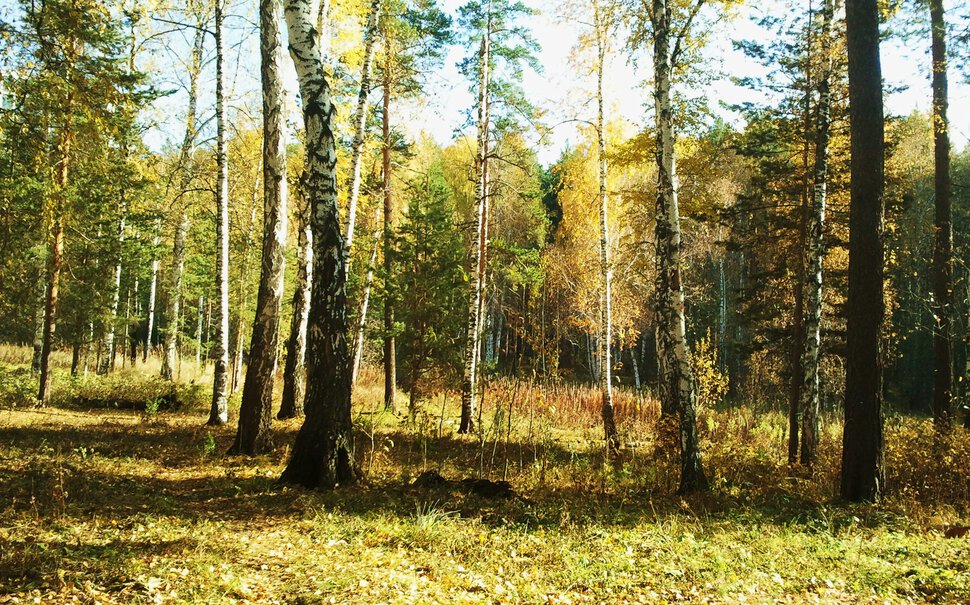 Солнышко, лес и осень
