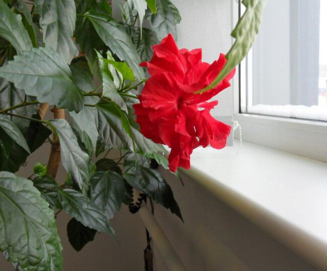 Цветок чайная роза домашняя фото