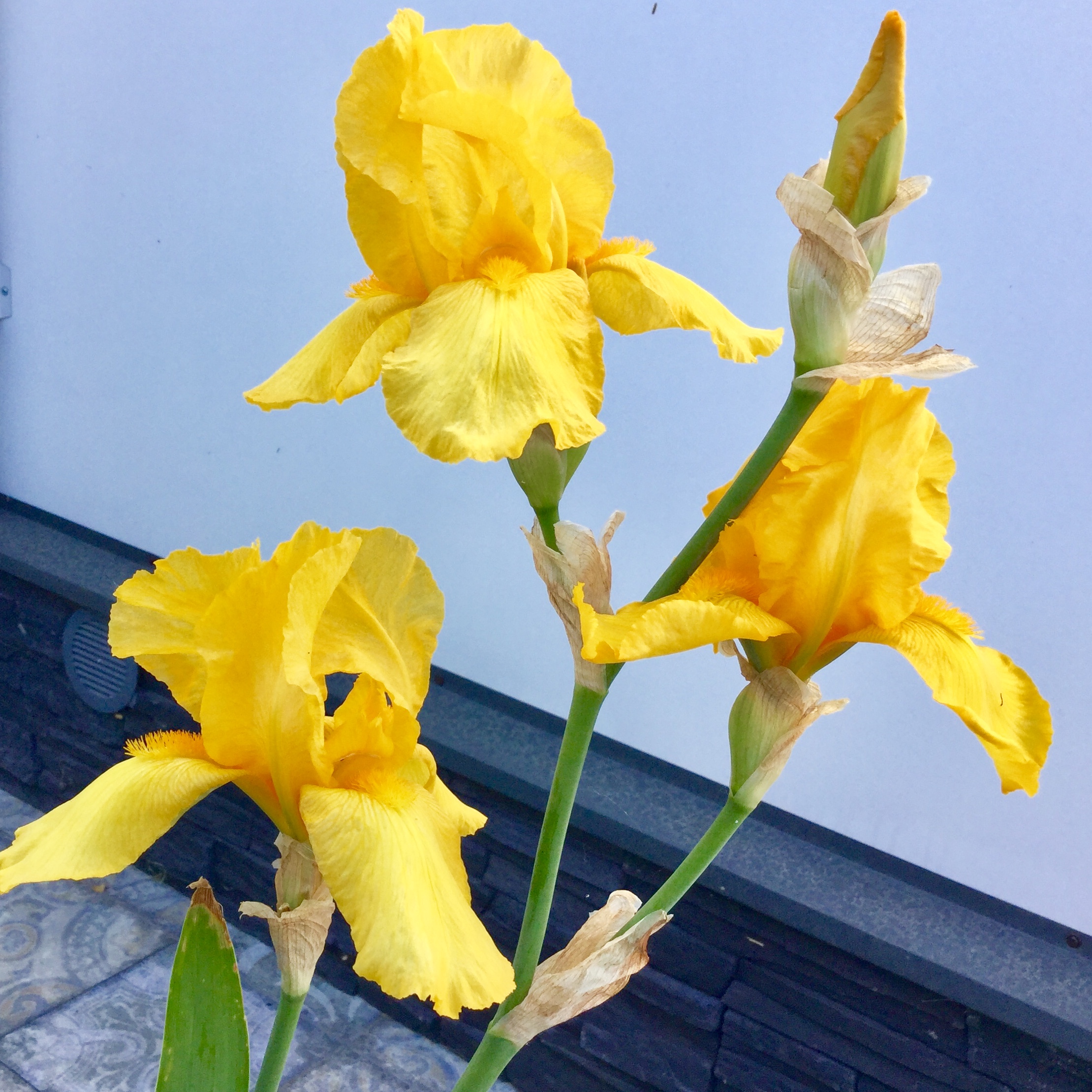Желтый Ирис цветок
