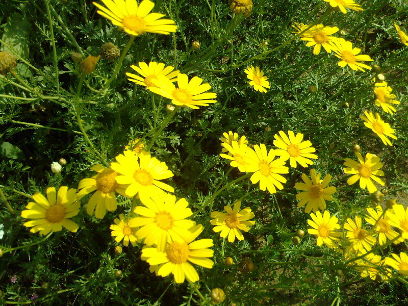 Желтые цветы похожи на ромашку фото