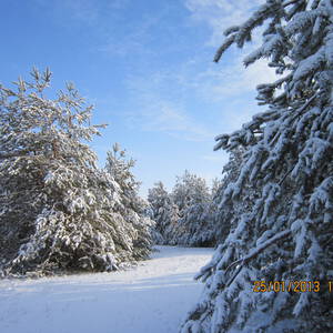 Новомосковск русский лес фото