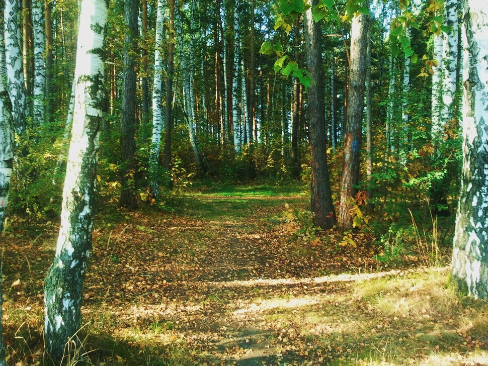 В осеннем лесу