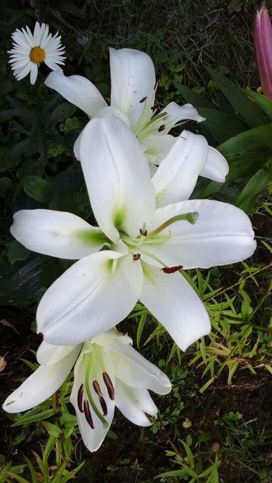 Лилия белая горячие фото
