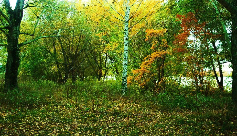 Осенью в лесочке