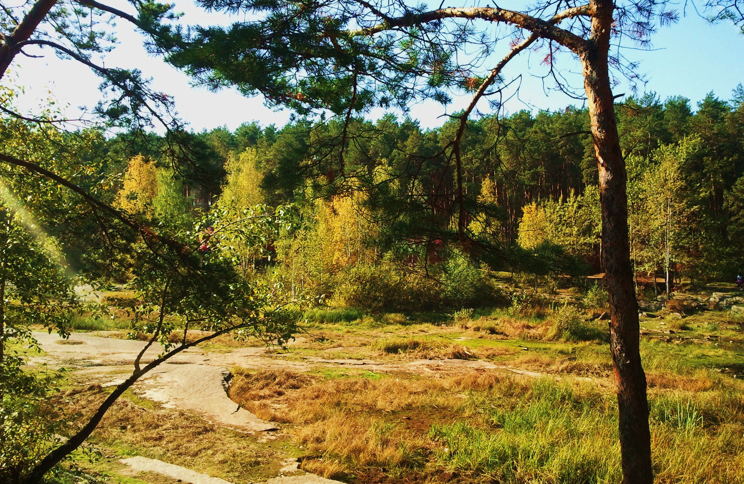 Ложбинка. Ложбинка это в природе. Ложбинка в лесу. Лесные ложбинки. Красивый овраг фото.