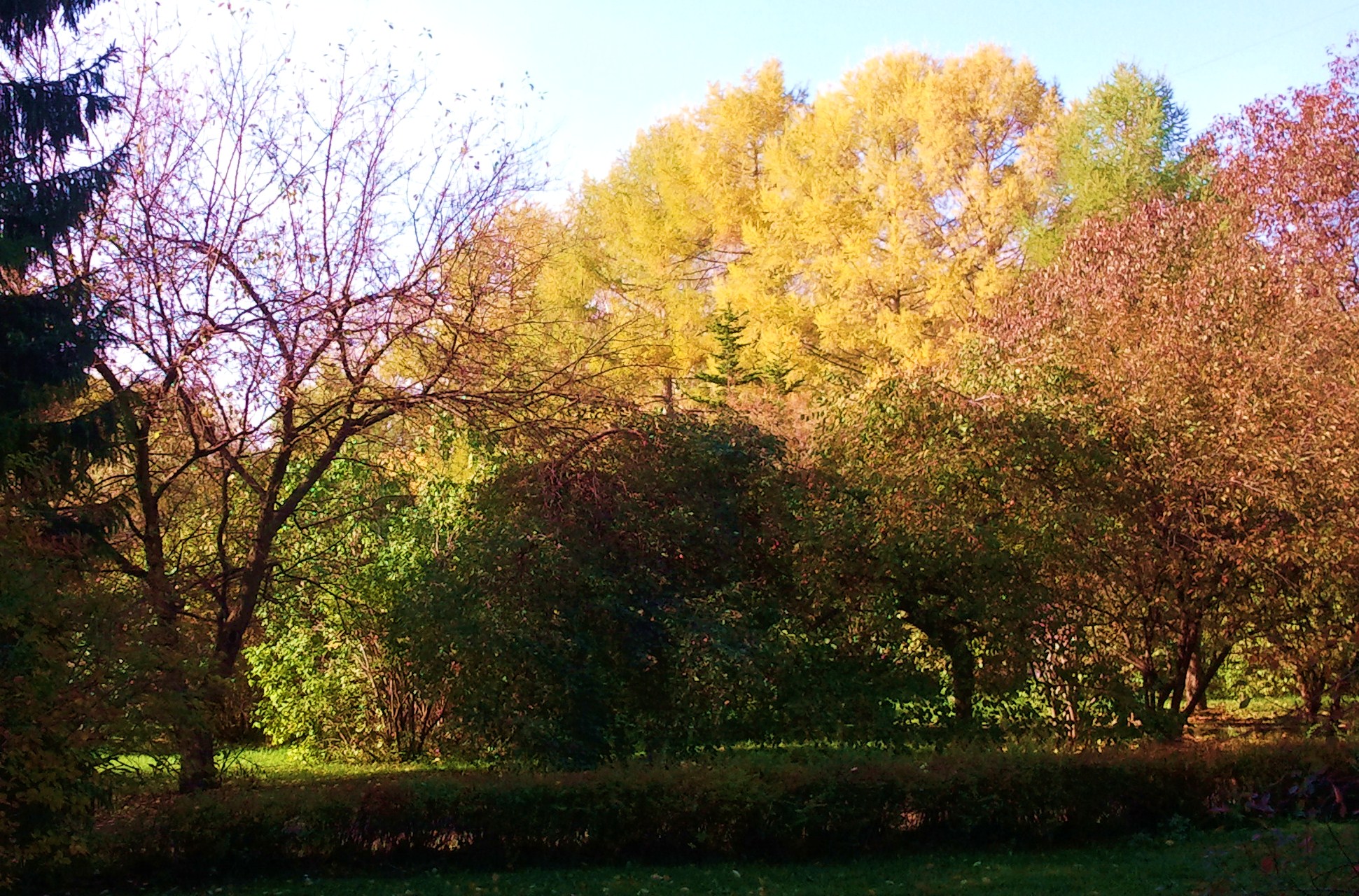 ботанический сад минск осенью фото