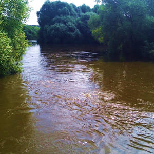 Водоворот голополосов фото