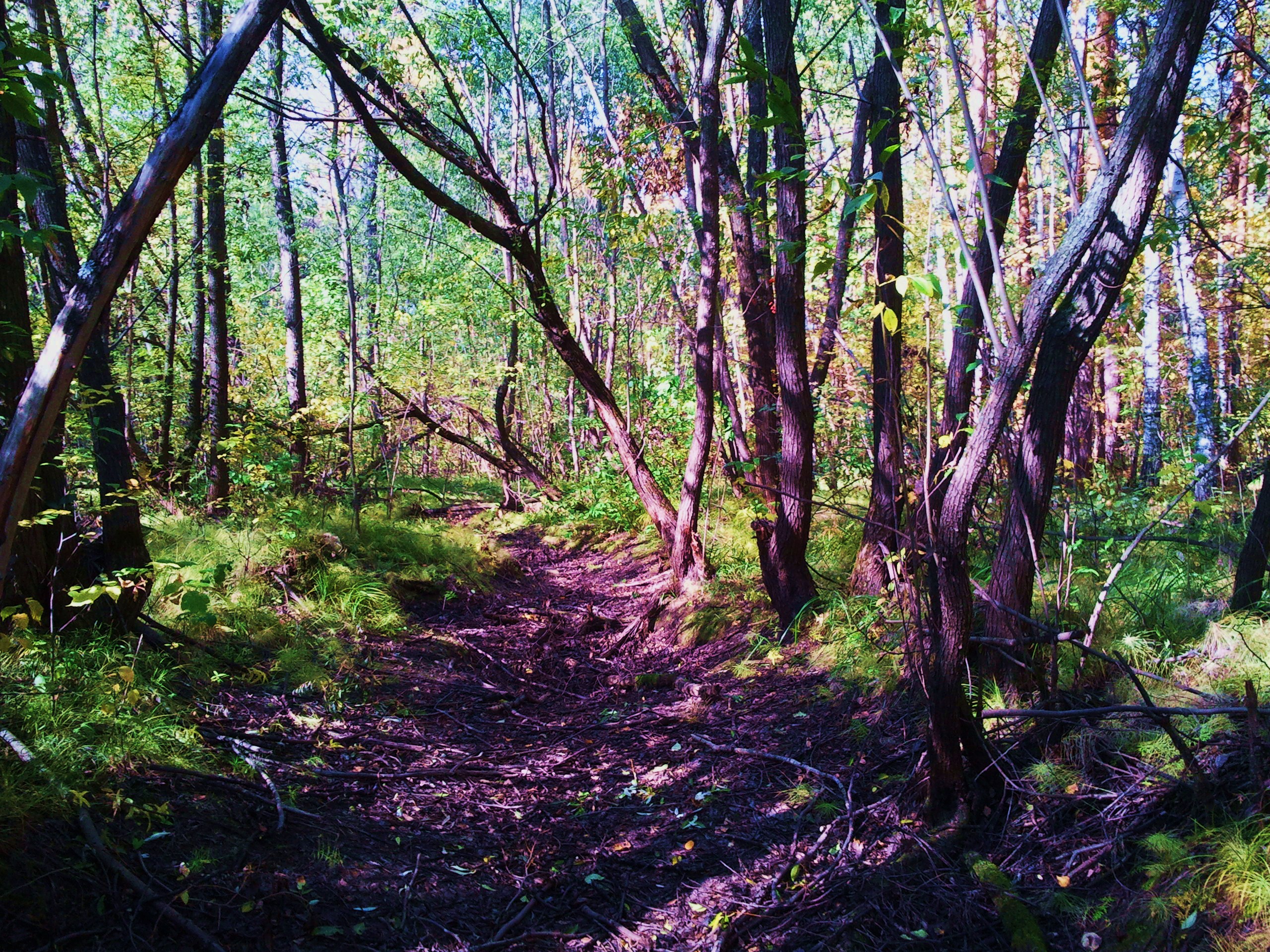 Дебри брянск фото. Ложбинка в лесу. Ложбинка фото Лесная. Дебри. Дебри Уоллос.