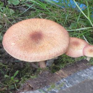 Ядовитые грибы ярославской области фото и описание