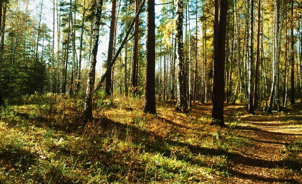 По осенней тропинке