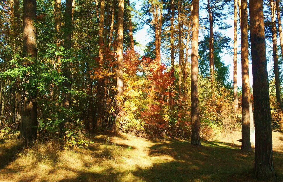 В осеннем лесу