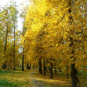 Щербинка барыши фото