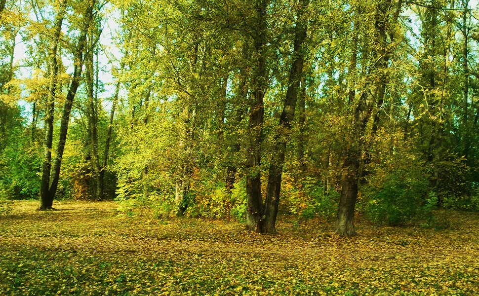 В лесу в конце сентября