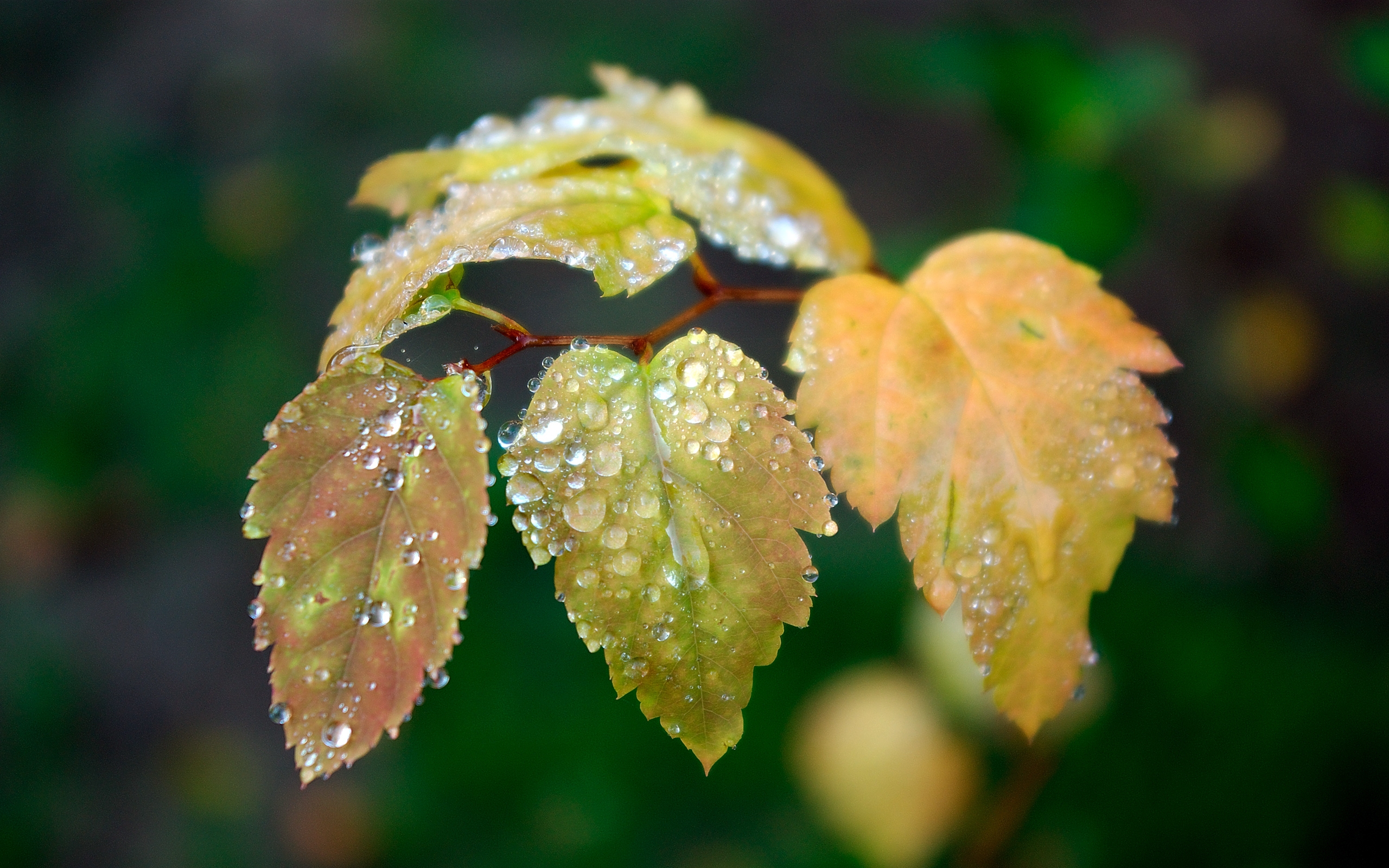 Мокрые листья