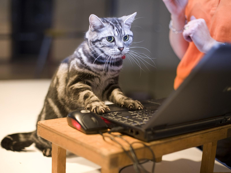Картинки для кошек на компьютере движущиеся