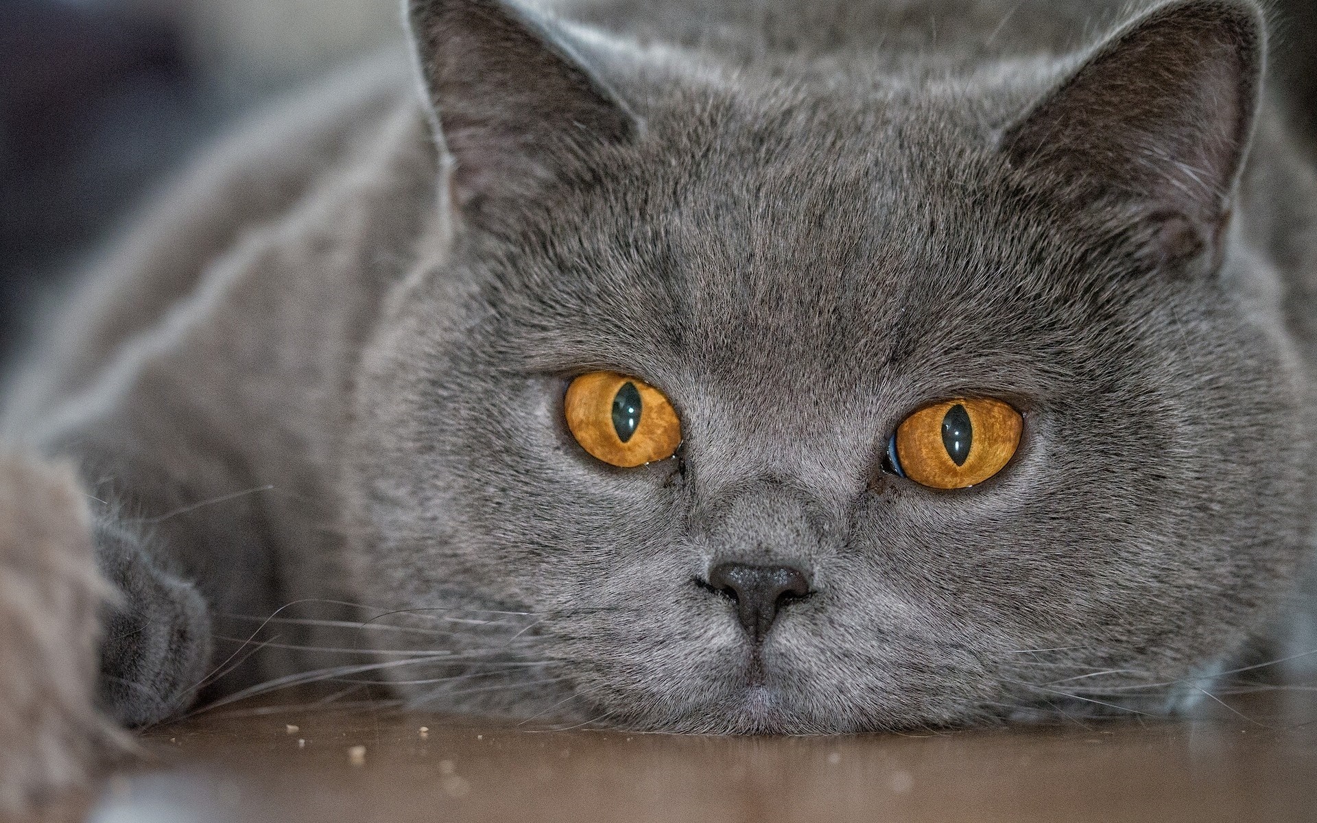 Серый Кот С Желтыми Глазами