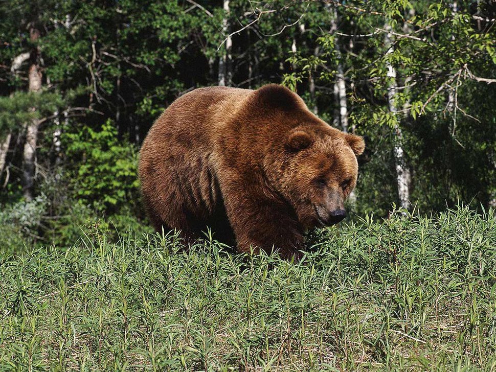 Бурый медведь фотография в гиппенрейтера сочинение