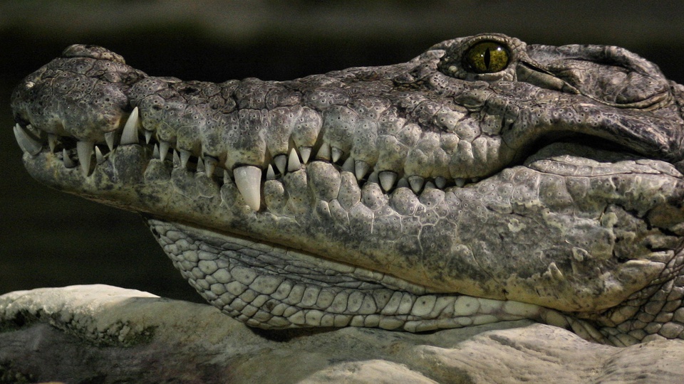 Крокодил на заставку