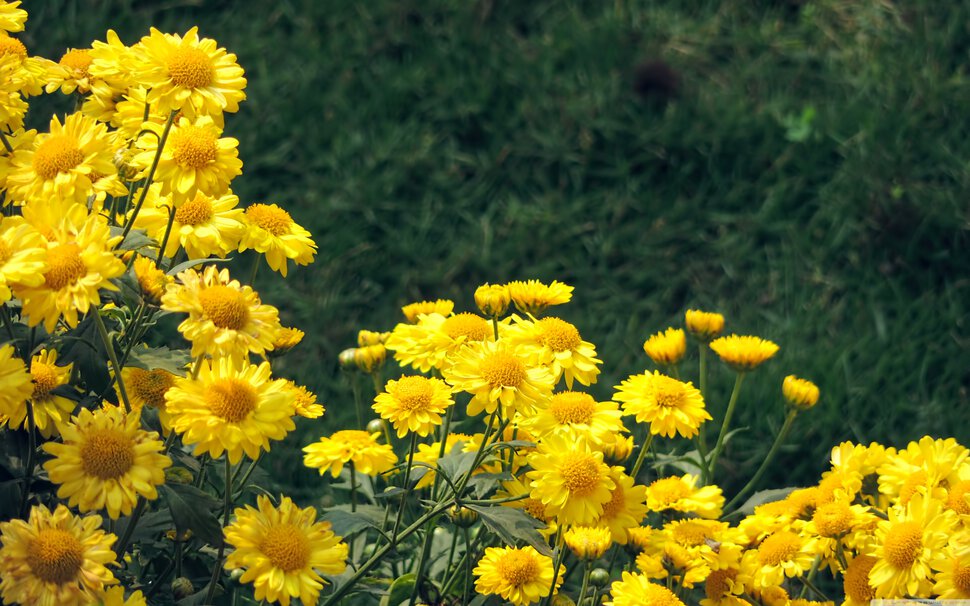 Весенние желтые цветы картинки