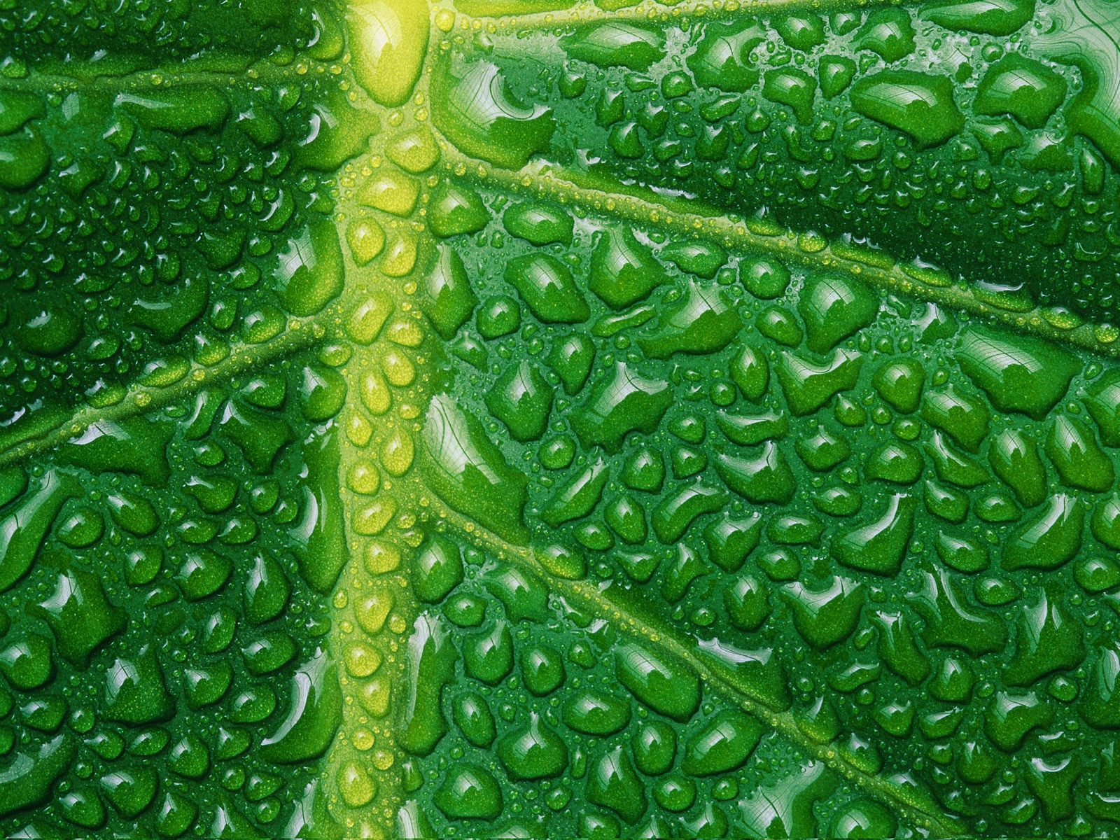 Зелёный пигмент хлорофилл