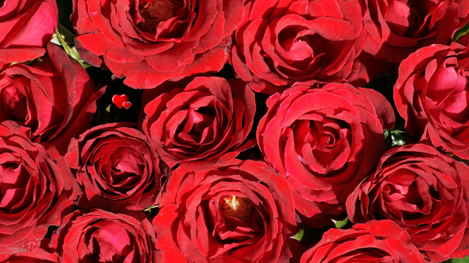 Красные розы заставка на айфон