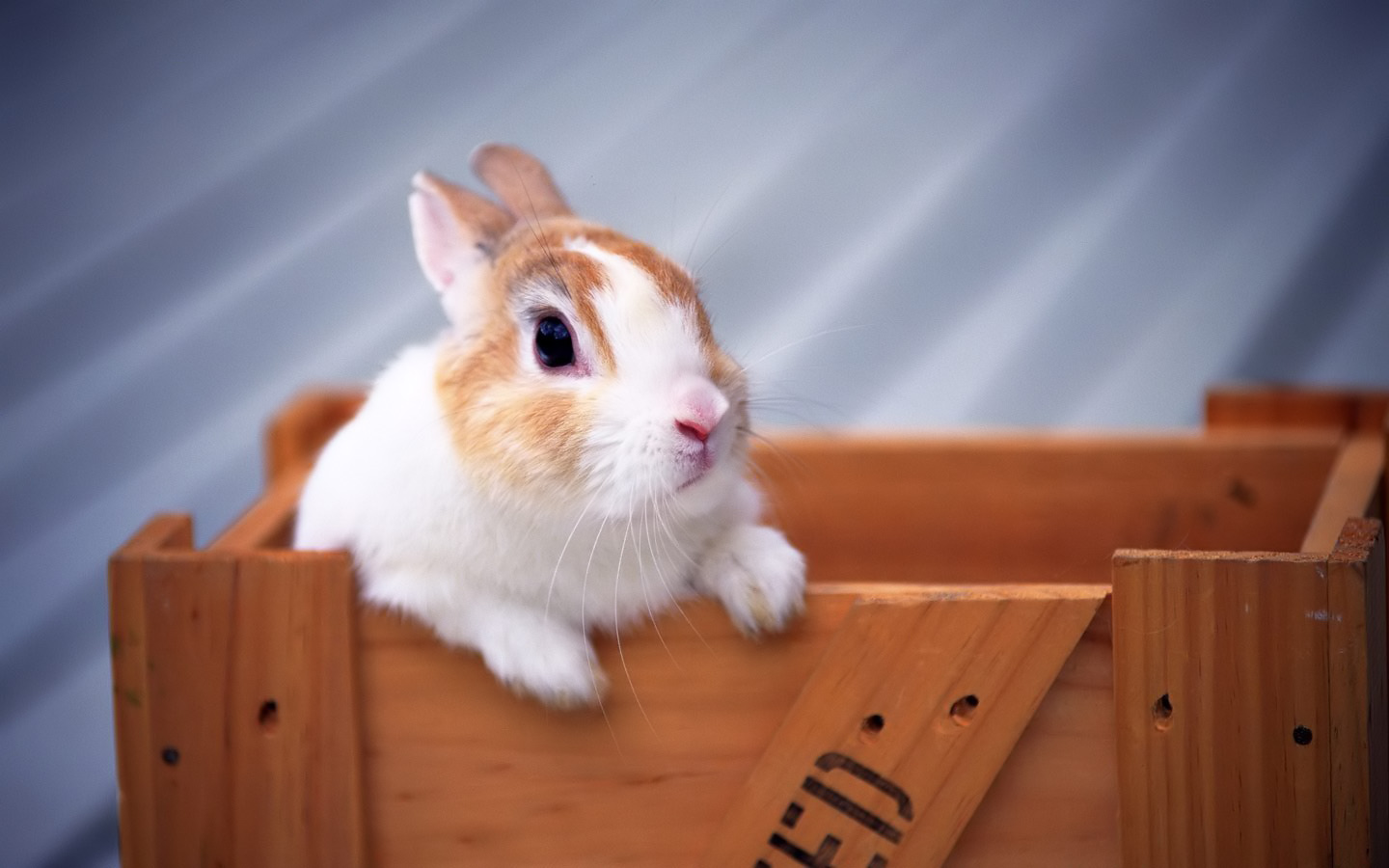 Кролик в коробке